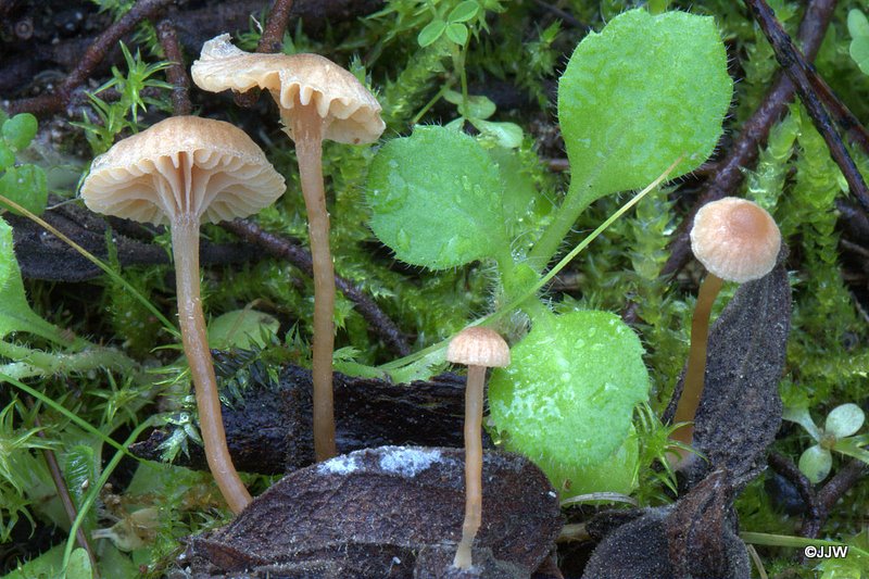 Tubaria cistophila